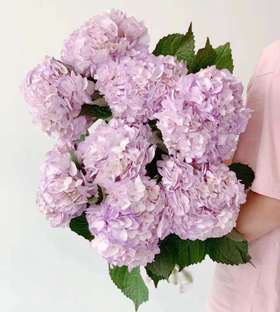 3月14日浅紫色绣球（B农场）