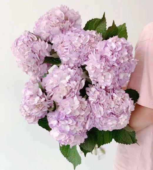 3月21日浅紫色绣球（B农场） 商品图0