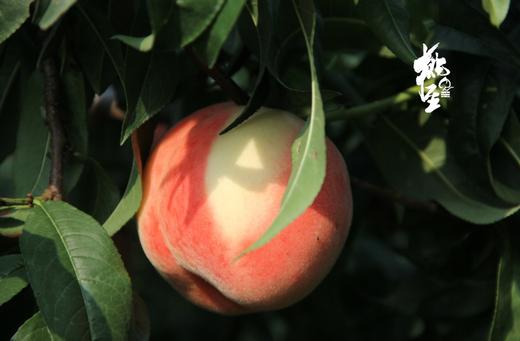 蜜桃 金秋红蜜 九枚精品果（五斤）礼盒装 桃香浓郁 商品图2