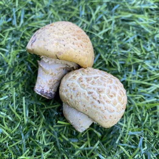 高山野生石渠干白菌 250g 商品图3