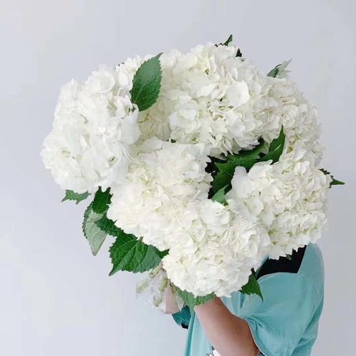 3月28日白绣球（S农场） 商品图0