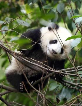  四川是如何“南倒”全中国人的？ 