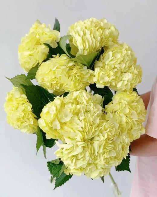 3月28日黄色绣球（B农场） 商品图0