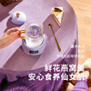 【一年四季 厨房电器小家电养生壶 烧水杯】生活元素小型家用mini玻璃 烧水+花茶+燕窝+炖奶 办公小型 商品缩略图3