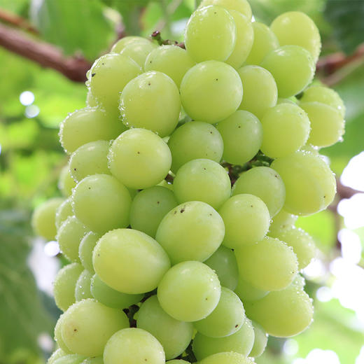 有机阳光玫瑰葡萄 4斤/6斤装 商品图6