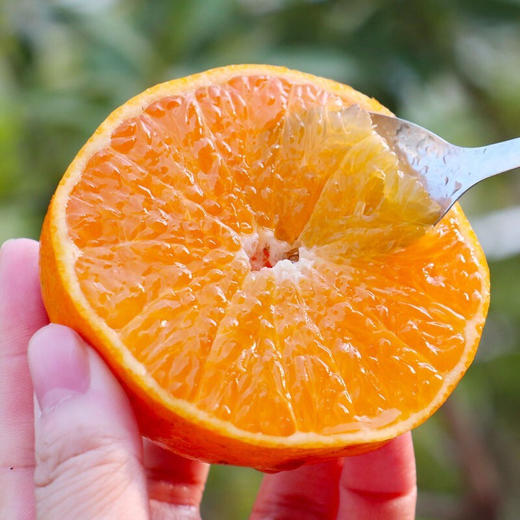 【爱媛果冻橙】眉山当季爱媛橙,皮薄多汁,细嫩清甜!5斤/8斤优级果