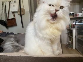 白开水的订单返现