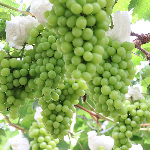 有机阳光玫瑰葡萄 4斤/6斤装 商品图2
