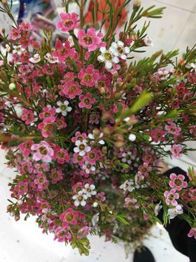 进口花-澳梅-初春