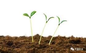 蔬菜进入越冬期，应该如何管理