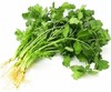 香菜100g/份 商品缩略图0