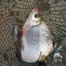 生态鳊鱼（冷鲜，广东省内下单） | 绿家自产* Eco-bream | Self-production