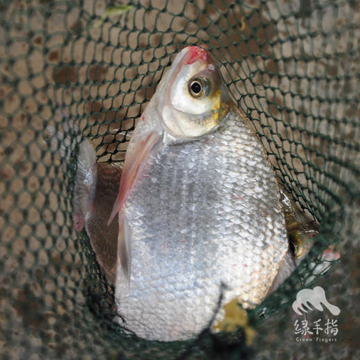 生态鳊鱼（冷鲜，广东省内下单） | 绿家自产* Eco-bream | Self-production 商品图0