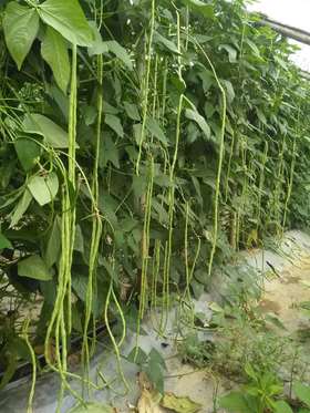 10月份秋茬蔬菜如何提高产量