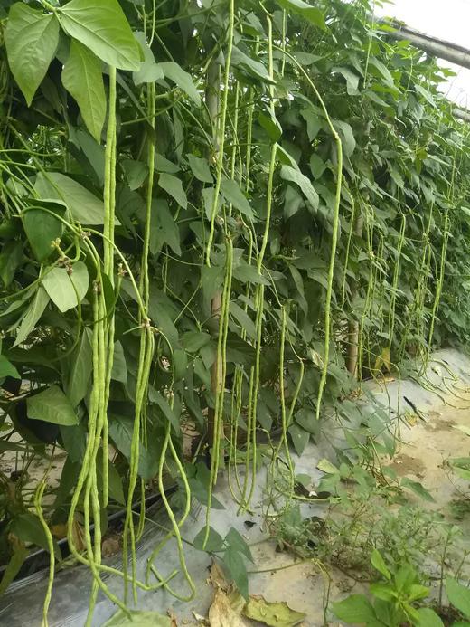 10月份秋茬蔬菜如何提高产量 商品图0