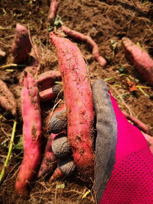 丹东蜜薯5斤包邮到家 每个蜜薯1-到2两 商品图3