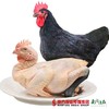 【珠三角包邮】天农散养120天清远黑脚土鸡（鲜品）800g±50g/只（次日到货） 商品缩略图3