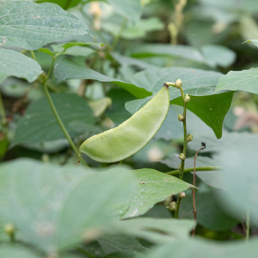 绿色扁豆