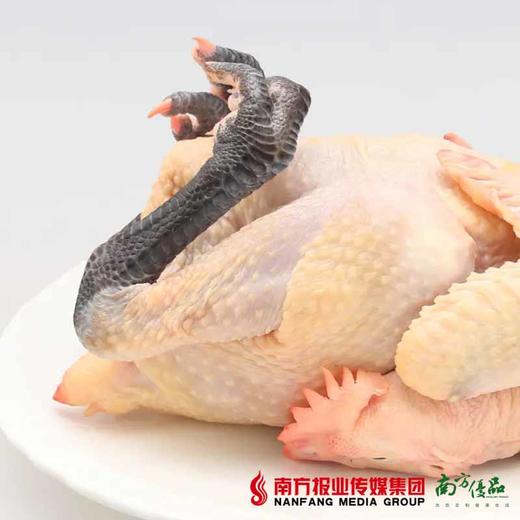 【珠三角包邮】天农散养120天清远黑脚土鸡（鲜品）800g±50g/只（次日到货） 商品图4