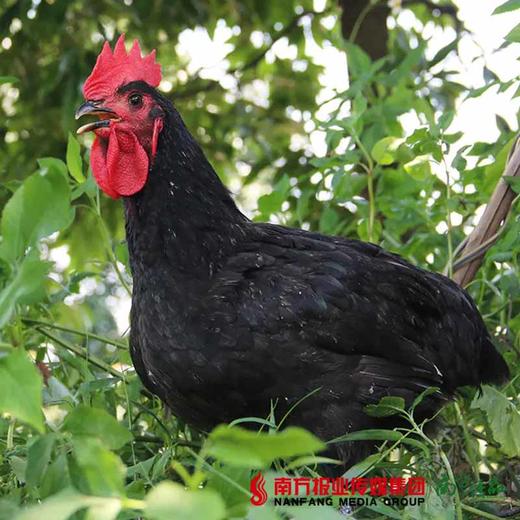 【珠三角包邮】天农散养120天清远黑脚土鸡（鲜品）800g±50g/只（次日到货） 商品图2