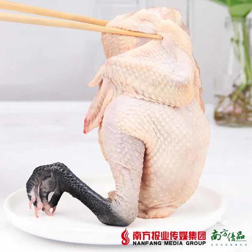 【珠三角包邮】天农散养120天清远黑脚土鸡（鲜品）800g±50g/只（次日到货） 商品图1