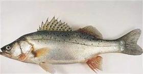 尝鲜海鲜礼盒 鲜味海鱼 原价326团购288顺丰包邮