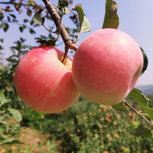 社区团购  “沂源红”酵素苹果  净重5-5.2斤/箱 商品图3