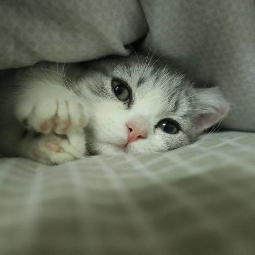 一一的小猫猫 商品图3