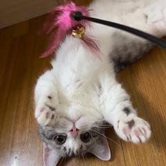 一一的小猫猫 商品图0