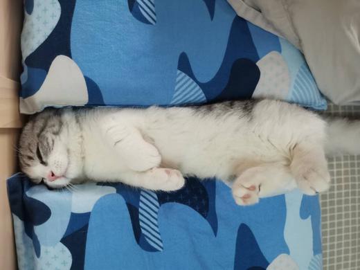 一一的小猫猫 商品图1