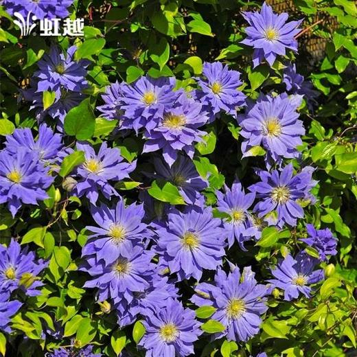 虹安铁线莲 哥白尼p14盆栽苗(重剪发货,介意慎拍)