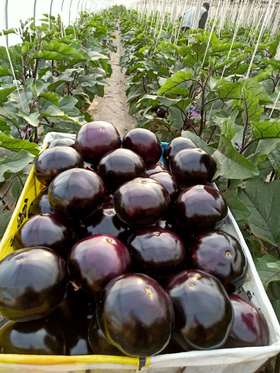 果菜类裂果、皴皮、果面不亮等原因解析