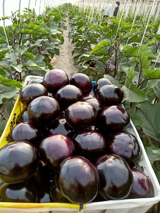 果菜类裂果、皴皮、果面不亮等原因解析 商品图0