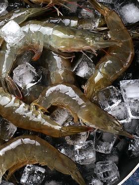 去头青虾散称1kg  批