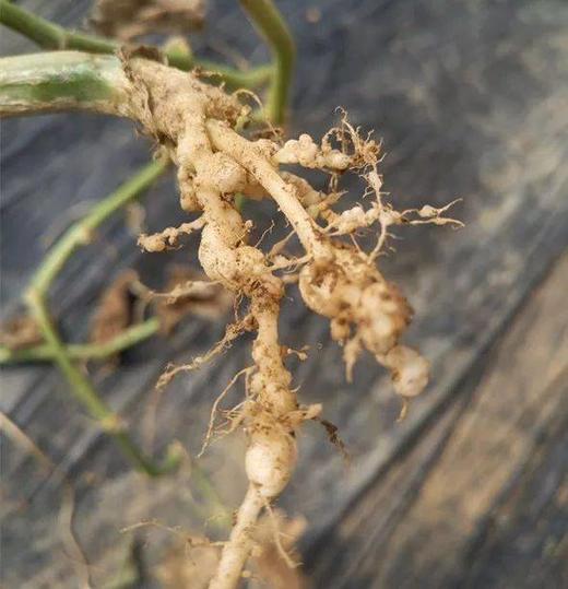 线虫应该如何防治 商品图0