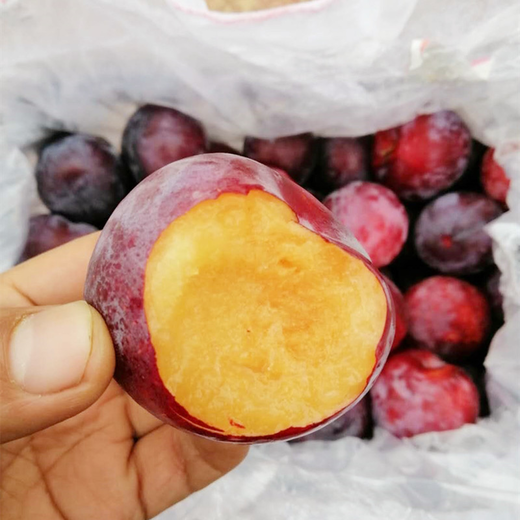 【秋季晚熟李子】安格诺李 个头饱满 脆甜多汁 新鲜采摘 老少皆宜