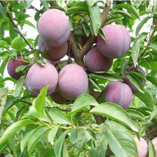 【秋季晚熟李子】安格诺李 个头饱满 脆甜多汁 新鲜采摘 老少皆宜