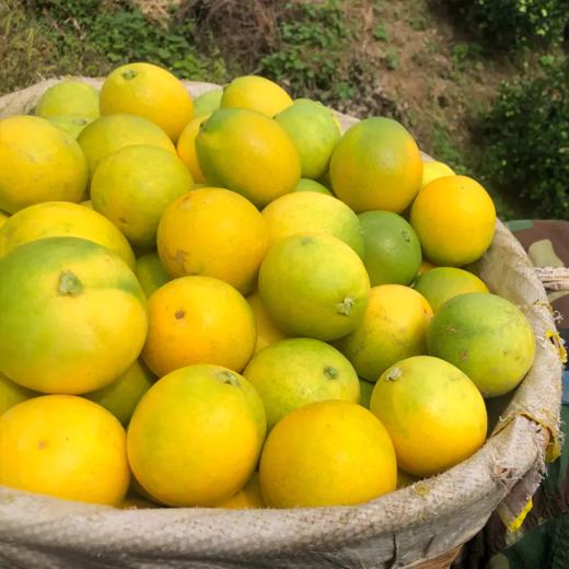 云南哀牢山冰糖橙果园直发包邮发出