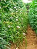 果菜草莓应该如何促花 商品缩略图0