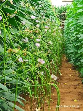 果菜草莓应该如何促花