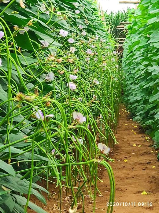 果菜草莓应该如何促花 商品图0