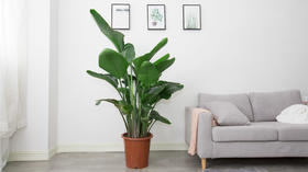 常青植物优选，你喜欢的都在这里