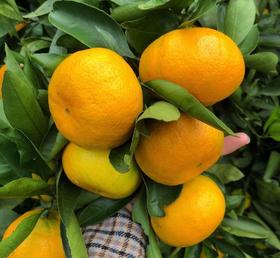  1021·宜昌青皮蜜桔 