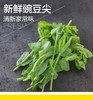 豌豆尖200g    新鲜蔬菜 商品缩略图4