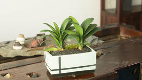 君子兰的养护方法大全，易开花指导！