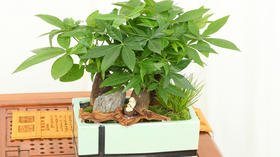 为家庭增添“财气”必备盆栽