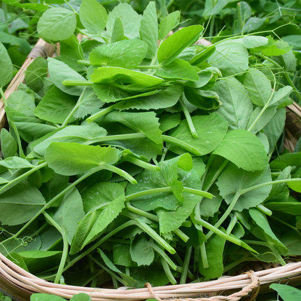 豌豆尖200g    新鲜蔬菜 商品图1