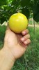 黄金百香果—"果汁之王" 【基地直采发货】 商品缩略图1