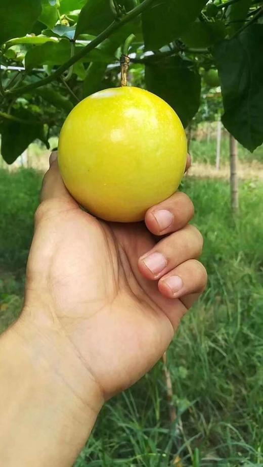 黄金百香果—"果汁之王" 【基地直采发货】 商品图1