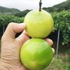 黄金百香果—"果汁之王" 【基地直采发货】 商品缩略图2